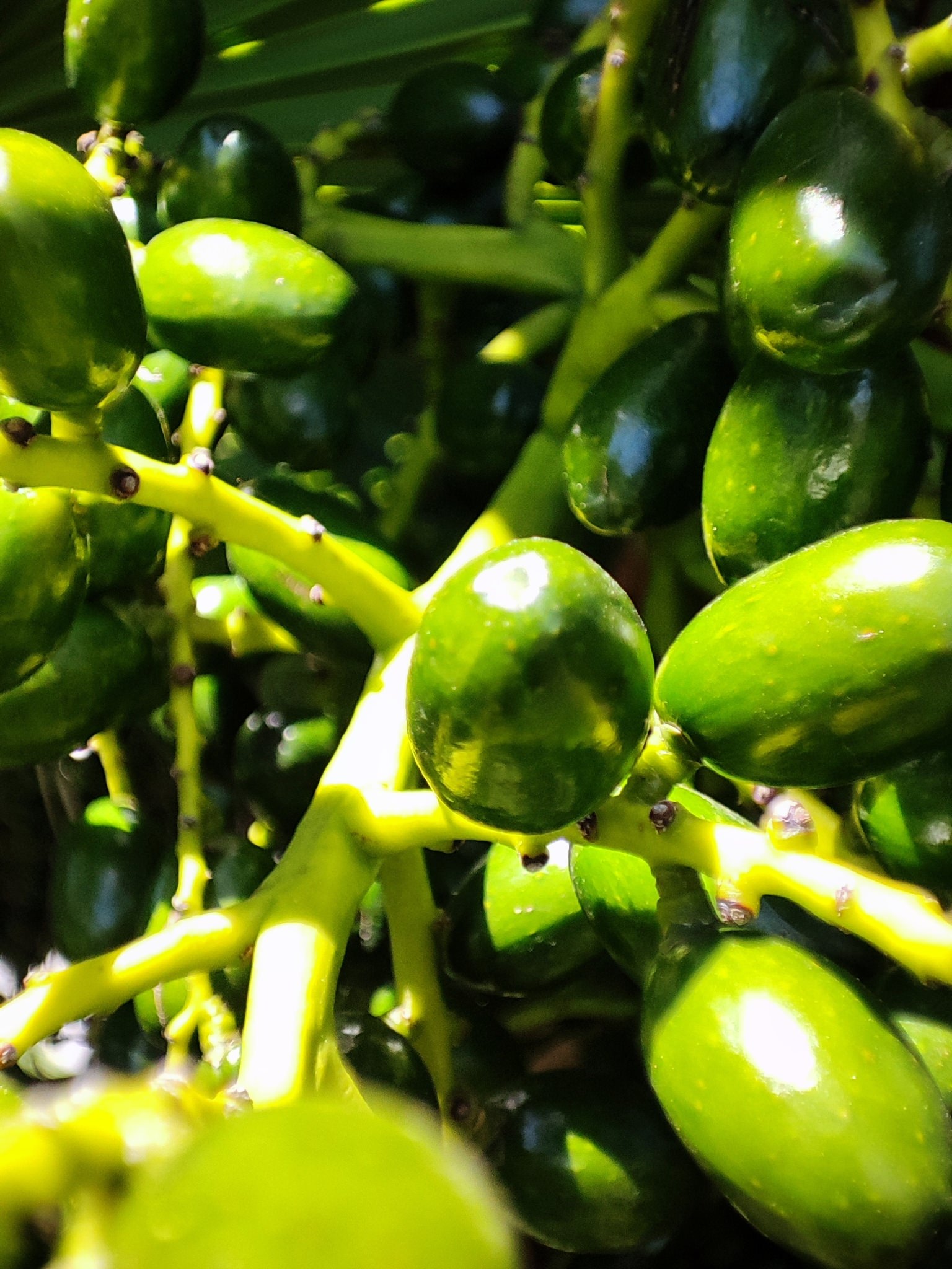 Sabal mexicana